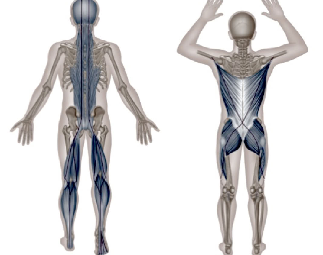 Bowen Therapy anatomy trains